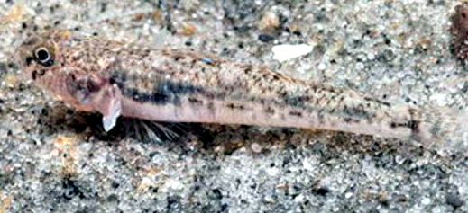 Pomatoschistus marmoratus_03
